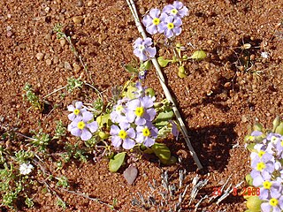 <i>Zaluzianskya</i> Genus of flowering plant