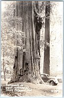 1558 - Burl growth on giant redwood at Lane's Redwood Flat