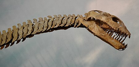 Zarafasaura