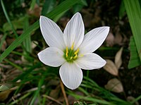 Zephyranthes candida