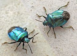 Zicrona caerulea01.jpg