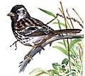 Harris's Sparrow, Zonotrichia querula