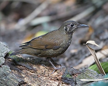 Dark-sided thrush, by JJ Harrison