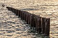 * Nomination Groynes at the beach, Zoutelande, Zeeland, Netherlands --XRay 04:30, 10 February 2023 (UTC) * Promotion  Support Good quality -- Johann Jaritz 05:12, 10 February 2023 (UTC)