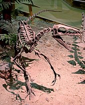 Earlier reconstruction of the skeleton with more generic coelurosaurian features, Wyoming Dinosaur Center Zuni Coelurosaur.jpg