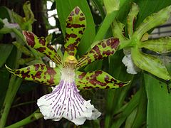 Description de l'image Zygopetalum crinitum Orchi 31.jpg.