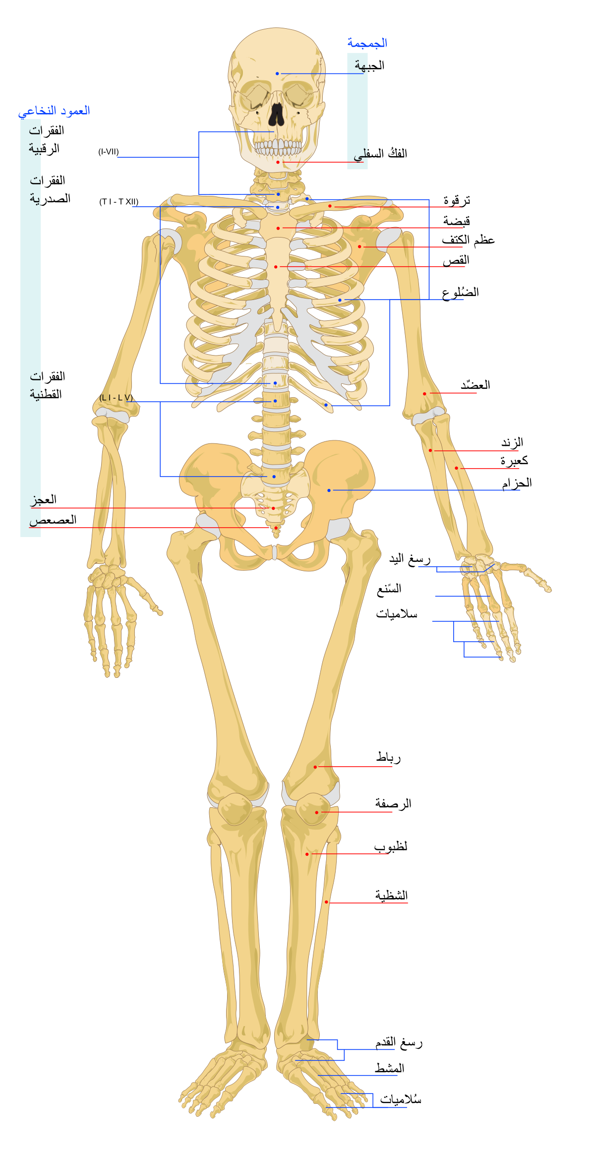 عدد عظام الانسان البالغ