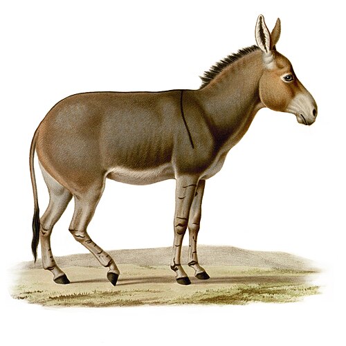 Сомалийский осёл (Equus asinus somaliensis)