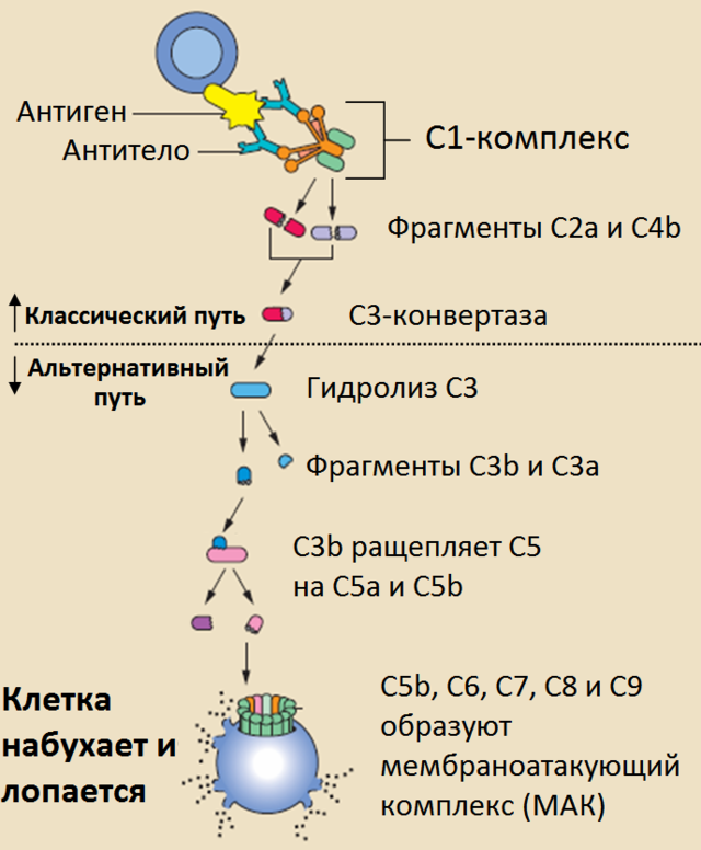 Комплемент сыворотки крови. Система комплемента иммунология классический путь. Компонент системы комплемента с3. Каскад активации комплемента. Схема активации белков системы комплемента.