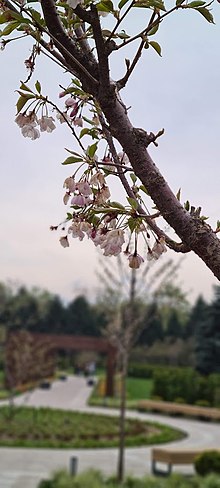 Árboles en flor en el Jardín Botánico de Almaty