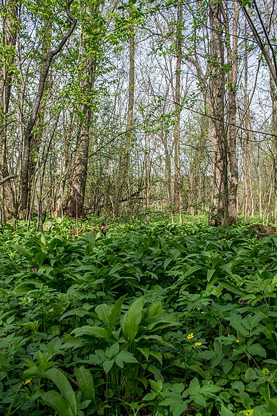 File:Бущанський ботанічний заказник. Вільховий ліс з цибулею ведмежою..jpg