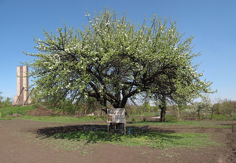 File:Дерево культурної груші - панорама.jpg