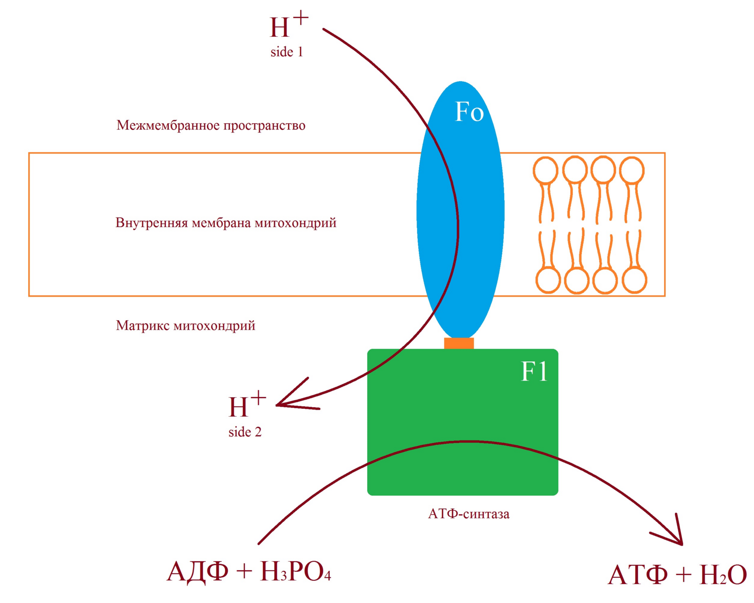 Атф синтаза в митохондрии. АТФ синтаза хлоропластов. Синтез АТФ схема. АТФ синтаза схема.