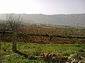 الكسوة - أم الغوطة الغربية - panoramio (1).jpg