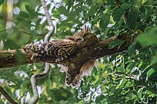 Malayan owl, also called barred eagle-owl, in Khao Yai National Park, Thailand Photo by Predložak:U