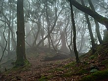 Subtropical evergreen forests of Taiwan Ta Mo Ba Zhi Qi Wu De Shu Lin .jpg