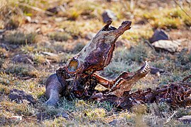 Syncerus caffer (African buffalo) skull, decomposing