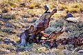 * Nomination Decomposing African buffalo skull being eaten by necrophagous insects --Giles Laurent 00:02, 29 May 2024 (UTC) * Promotion  Support Good quality. --XRay 04:05, 29 May 2024 (UTC)