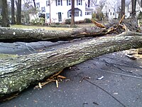 Another fallen tree in Ridgewood.