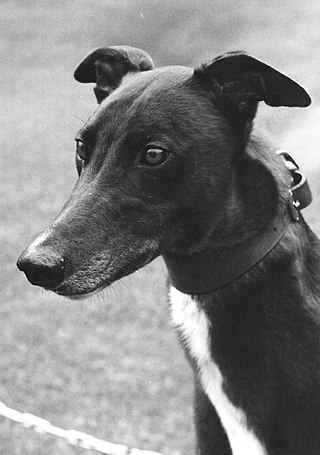 <span class="mw-page-title-main">1970 English Greyhound Derby</span>