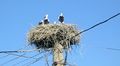 stork´s nest in Hungary