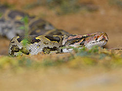Tīģerpitons (Python molurus)