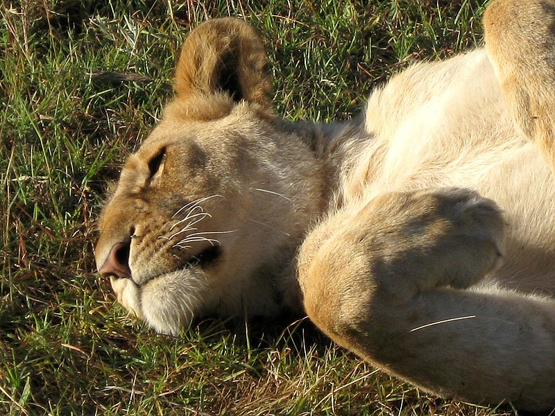 File:200812 kenya-148 (3213961488).jpg