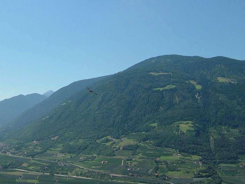 File:2008 07 15 Bird Care Centre of Castel Tyrol 61030 D9874.jpg