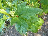 Aconitum Carmichaelii