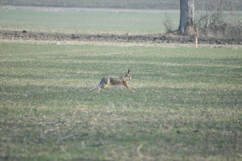 File:2010-03-11 (6) Feldhase, European hare, Lepus europaeus.JPG