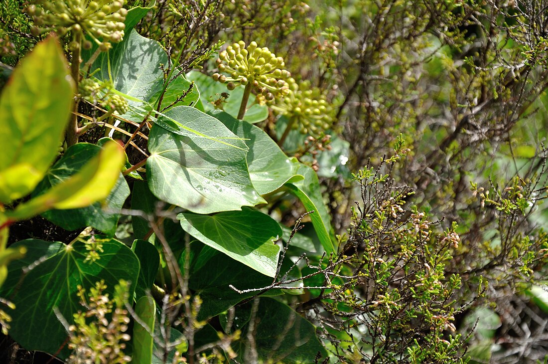 Hedera azorica