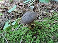 2013-07-15 Retiboletus nigerrimus (R. Heim) Manfr. Binder & Bresinsky 557155.jpg