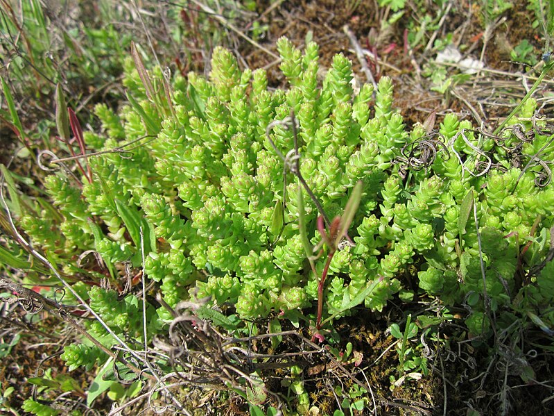 File:20130429Sedum acre1.jpg