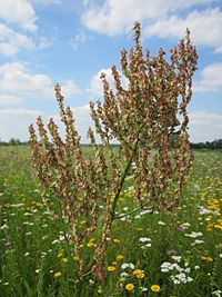 20130709Ampfer Hockenheim1.jpg