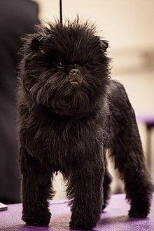 2013 Westminster Kennel Club Hundeausstellung - Affenpinscher Joey alias GCH Banane Joe V Tani Kazari (8471258772) .jpg