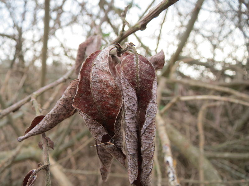 File:20150313Salix cinerea4.jpg