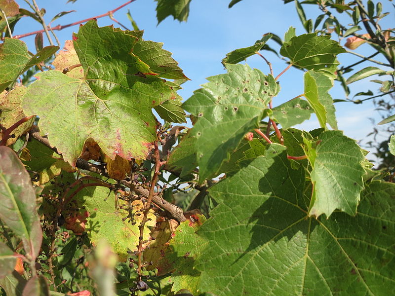 File:20151003Vitis vinifera5.jpg