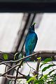 * Nomination Greater blue-eared starling (Lamprotornis chalybaeus). Jurong Bird Park. Jurong, West Region, Singapore. --Halavar 19:41, 2 March 2017 (UTC) * Promotion Good quality. --Ermell 20:10, 2 March 2017 (UTC)