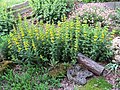 2018-06-01 Lysimachia punctata (dotted loosestrife) at Bichlhäusl in Frankenfels