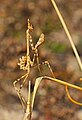 Haubenfangschrecke - Empusa pennata, Nymphe