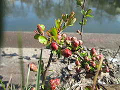 20190328Chaenomeles japonica1.jpg