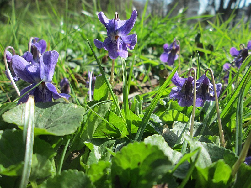 File:20190328Viola odorata1.jpg