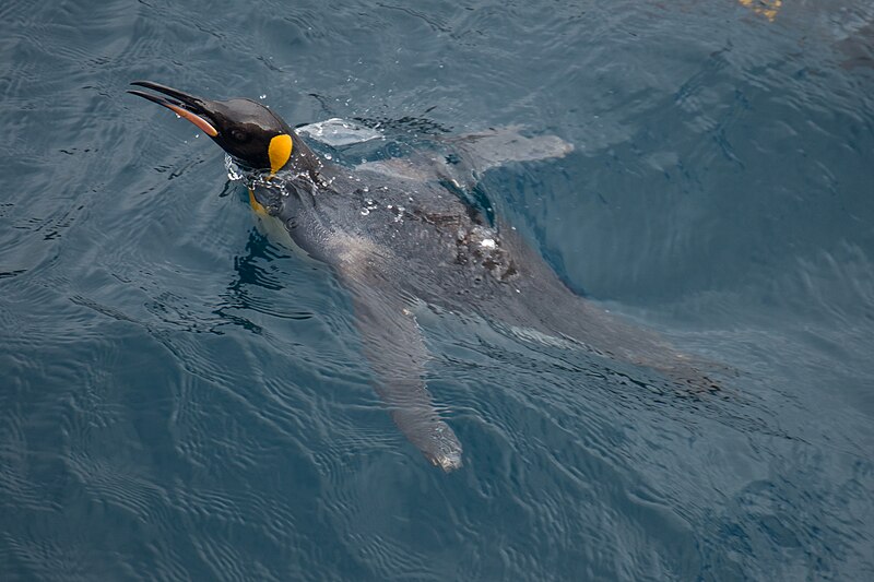 File:2020-11 Crozet Islands - King Penguin 02.jpg