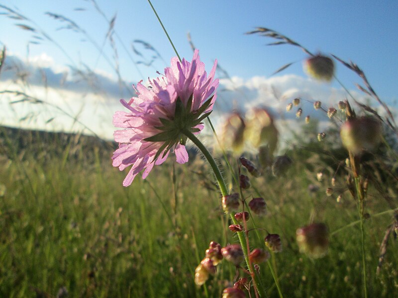 File:20200611Knautia arvensis2.jpg