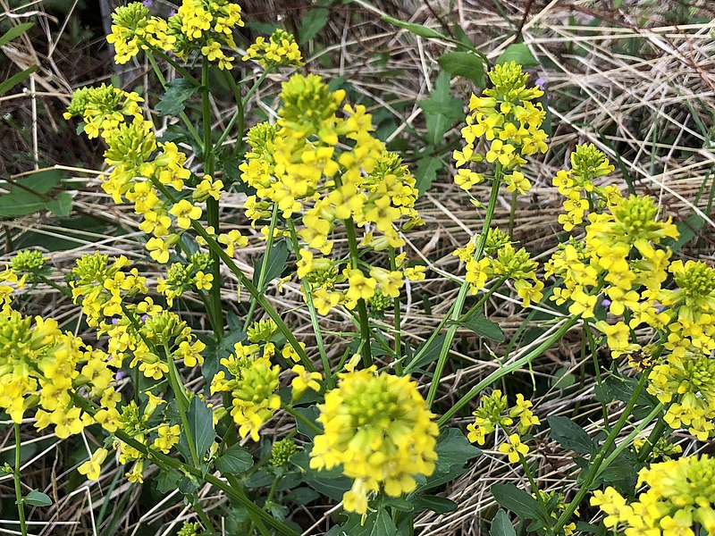 File:2021-04-12 17 41 04 Yellow mustard flowers along a walking path in the Franklin Farm section of Oak Hill, Fairfax County, Virginia.jpg