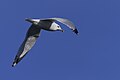 * Nomination Ring-billed gull, mid flight. Keeney Cove. Glastonbury, CT USA --Pdanese 00:01, 11 March 2024 (UTC) * Promotion  Support Good quality. --Tagooty 00:56, 11 March 2024 (UTC)