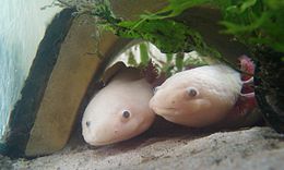 Axolotl: Naamgeving, Verspreiding en habitat, Uiterlijke kenmerken