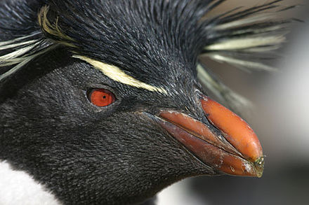 Rockhopper penguin on Pebble Island