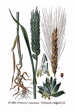 390 Triticum vulgare Vill.jpg