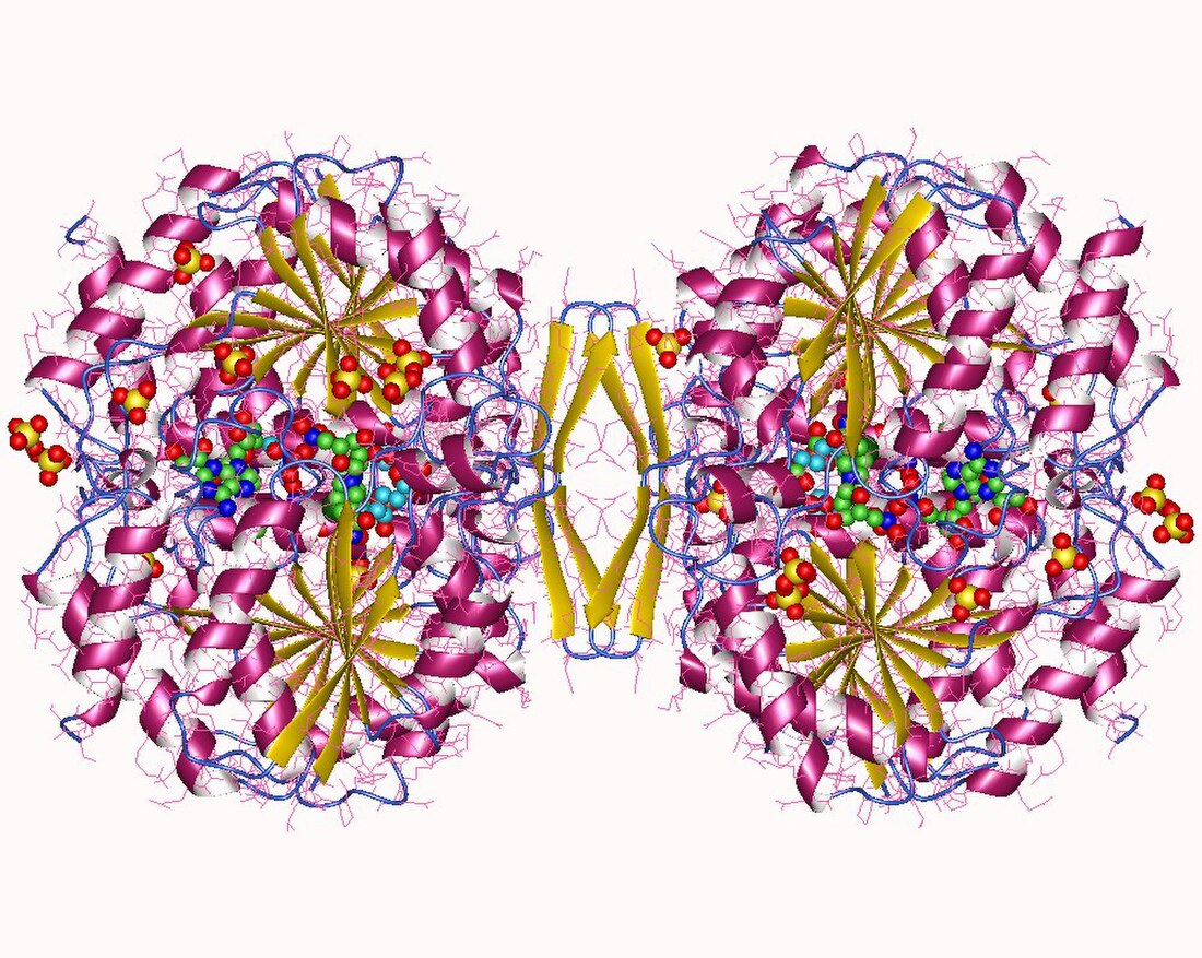 Homoisocitrate dehydrogenase